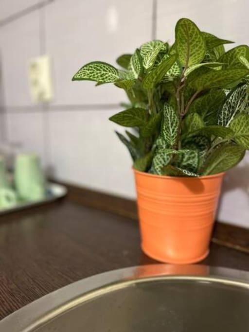 A13 Parliament Sunflower Cozy Apartment Budapest Exteriör bild